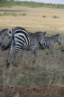 Kenia_Safari_Zebras_Dzuck-rotated