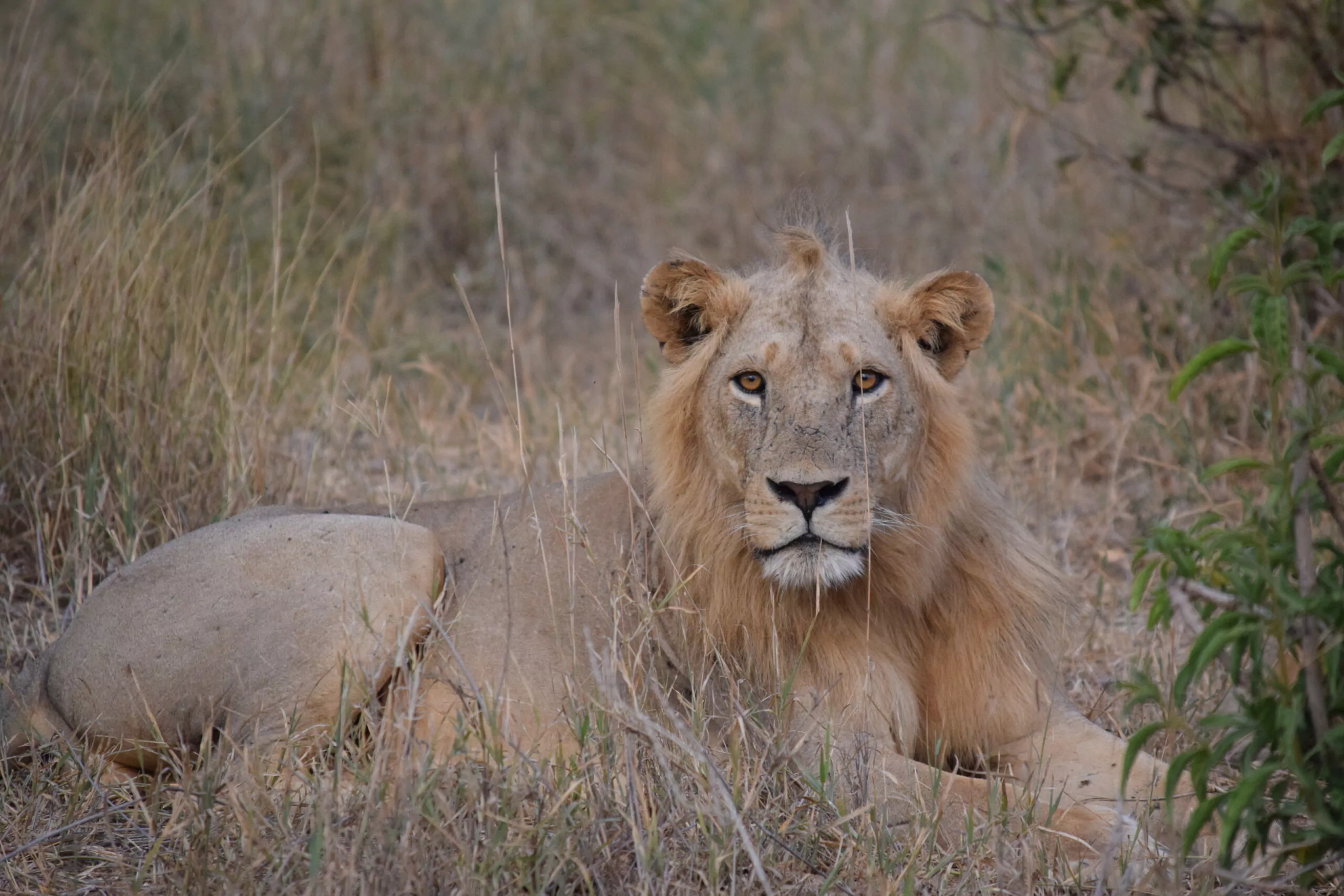Safari und Baden Kenia Tsavo Ost Nationalpark Löwenmännchen
