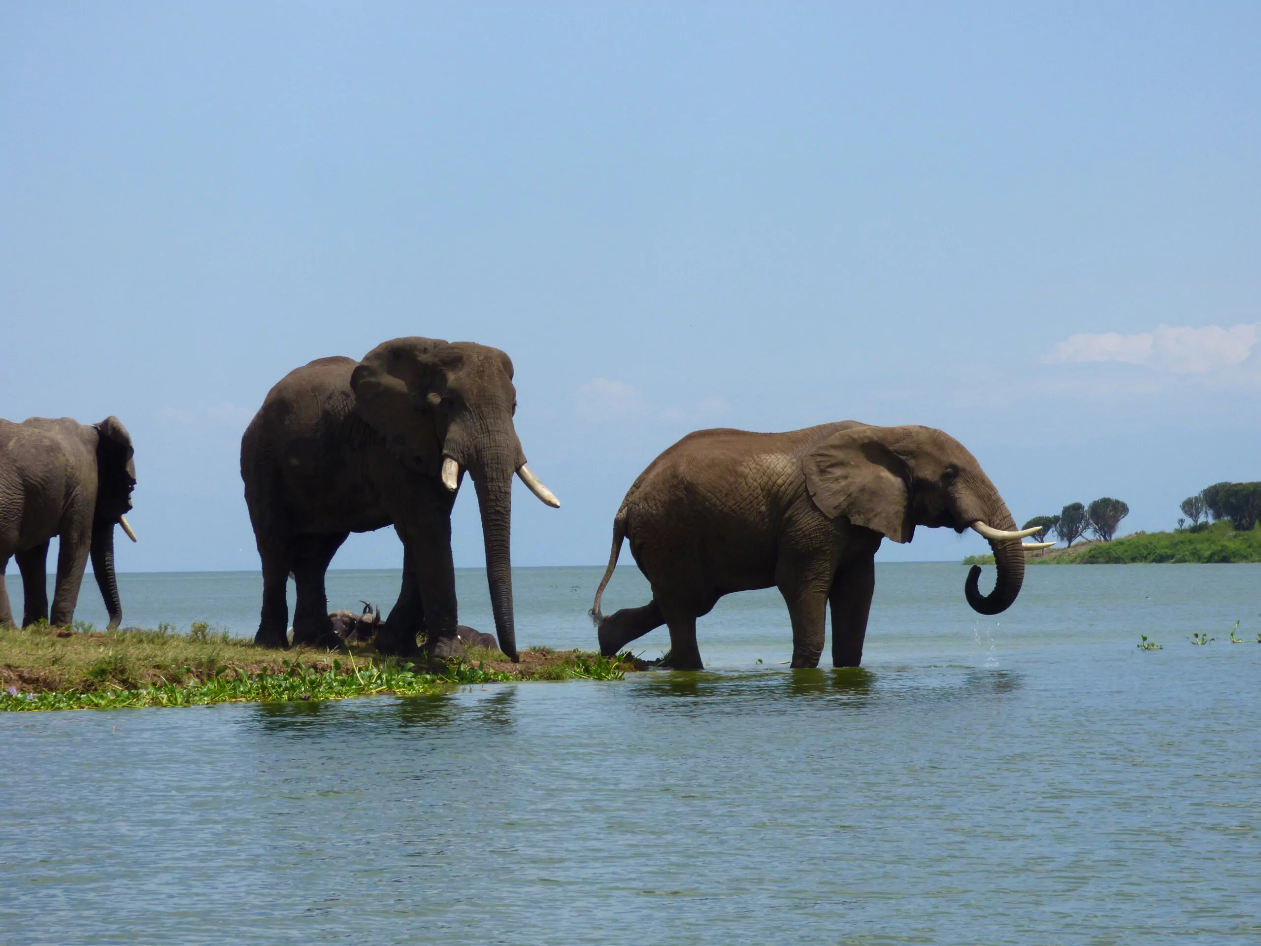  Uganda Rundreise Bootsfahrt Kazinga Channel Queen Elizabeth Nationalpark