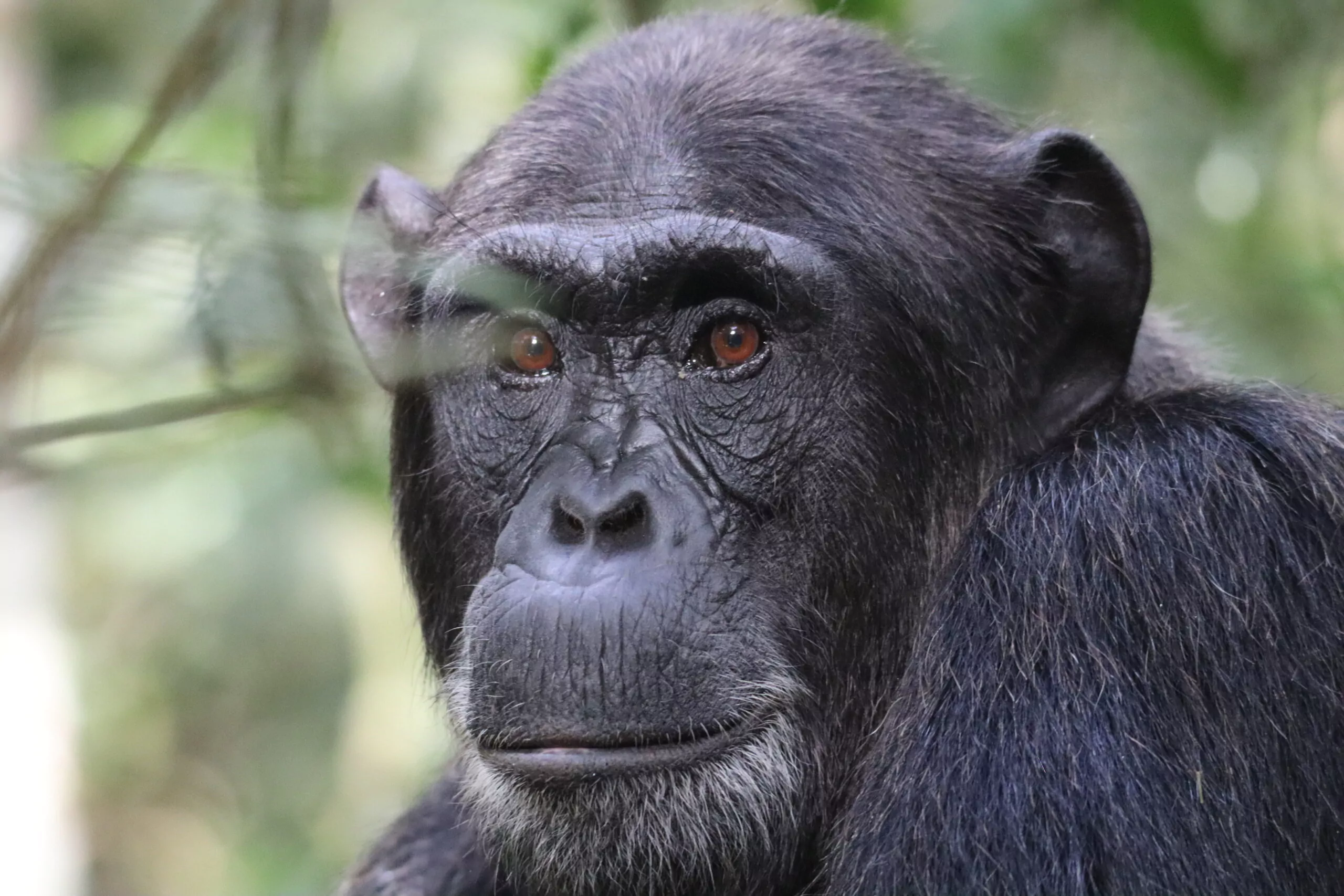 Uganda Rundreise Kibale Forest Chimpanse Potrait