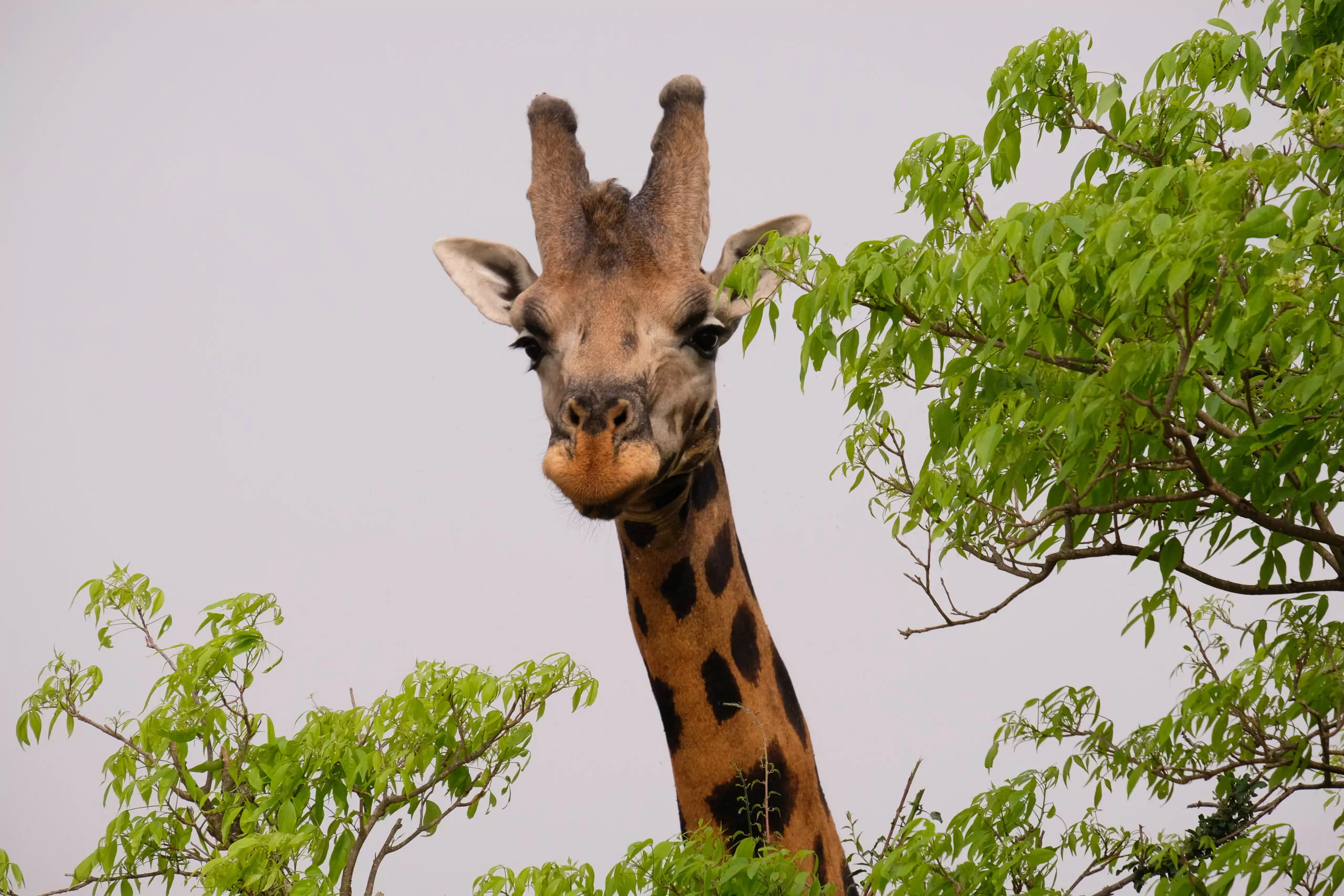 Uganda Rundreise Giraffe Baumkrone