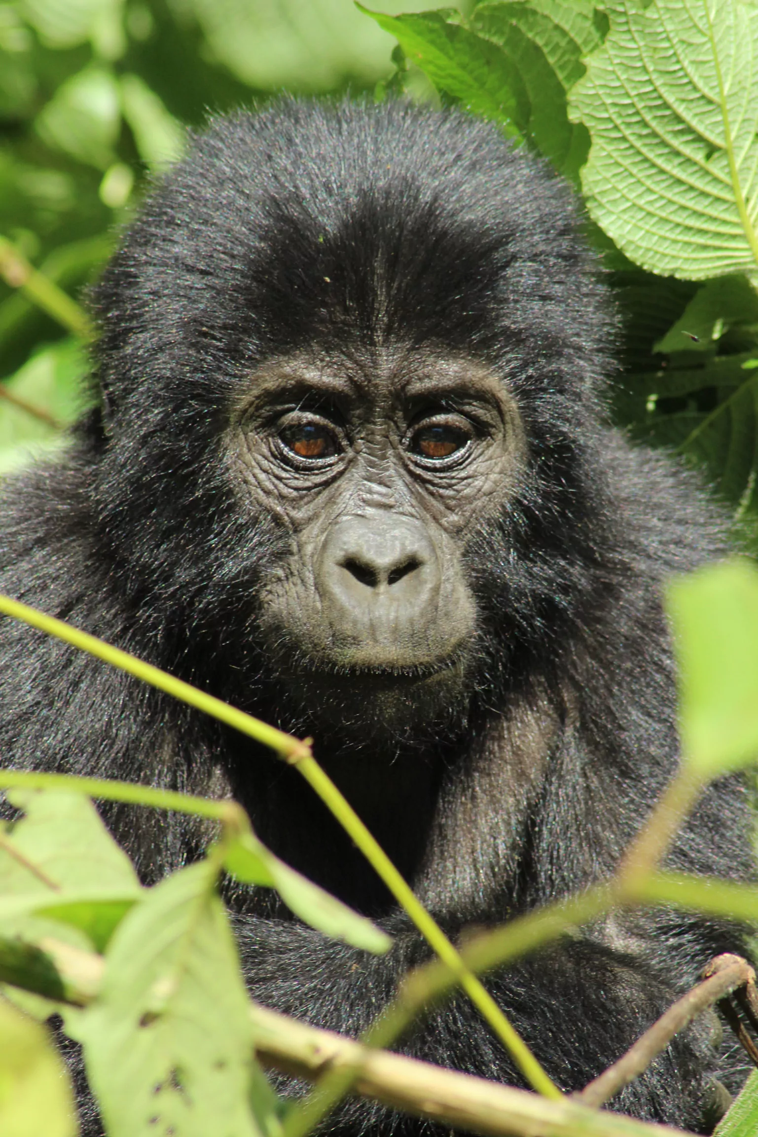 Uganda Rundreise Bwindi Nationalpark Gorilla Junges