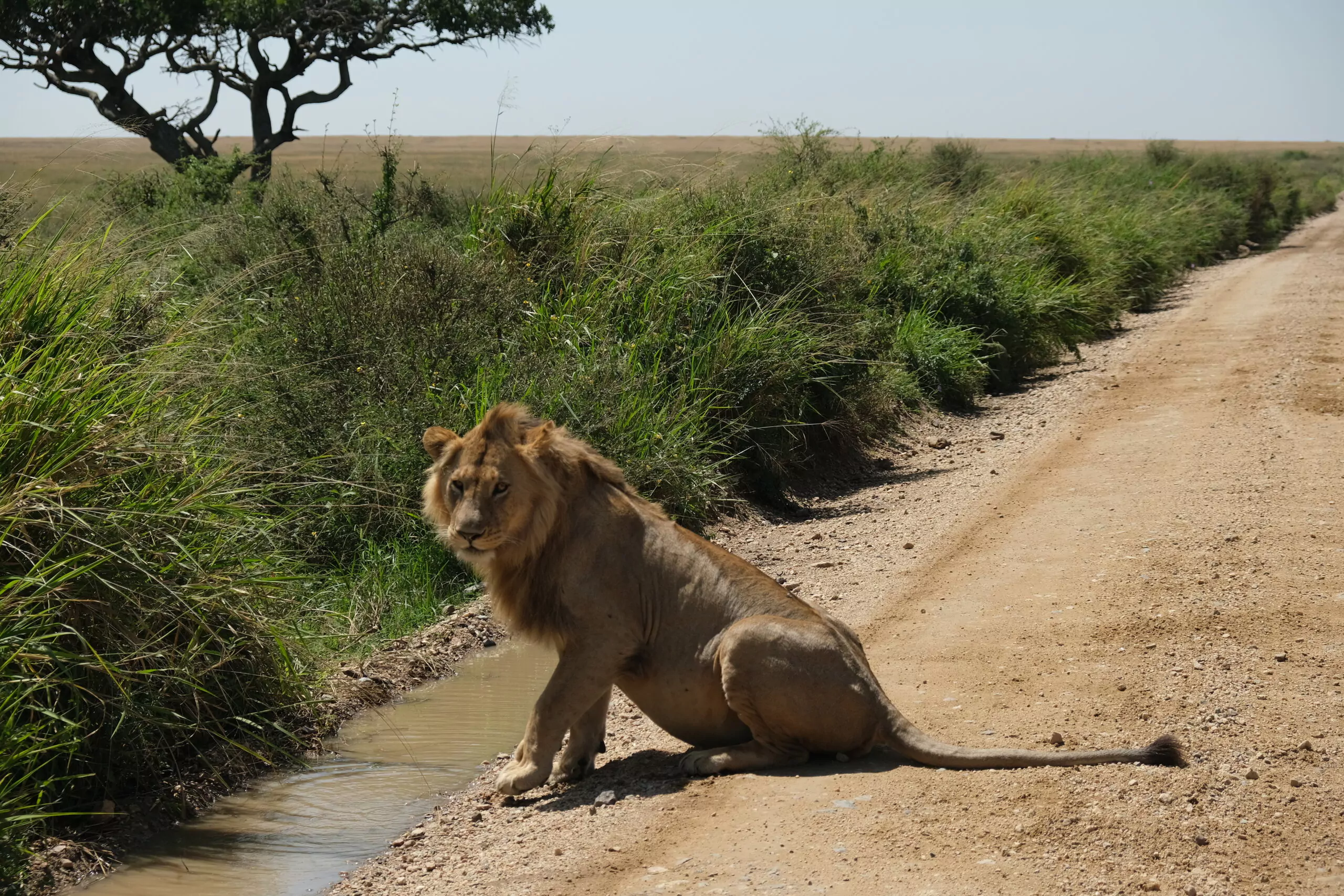 Uganda Rundreise Löwen Männchen auf dem Weg