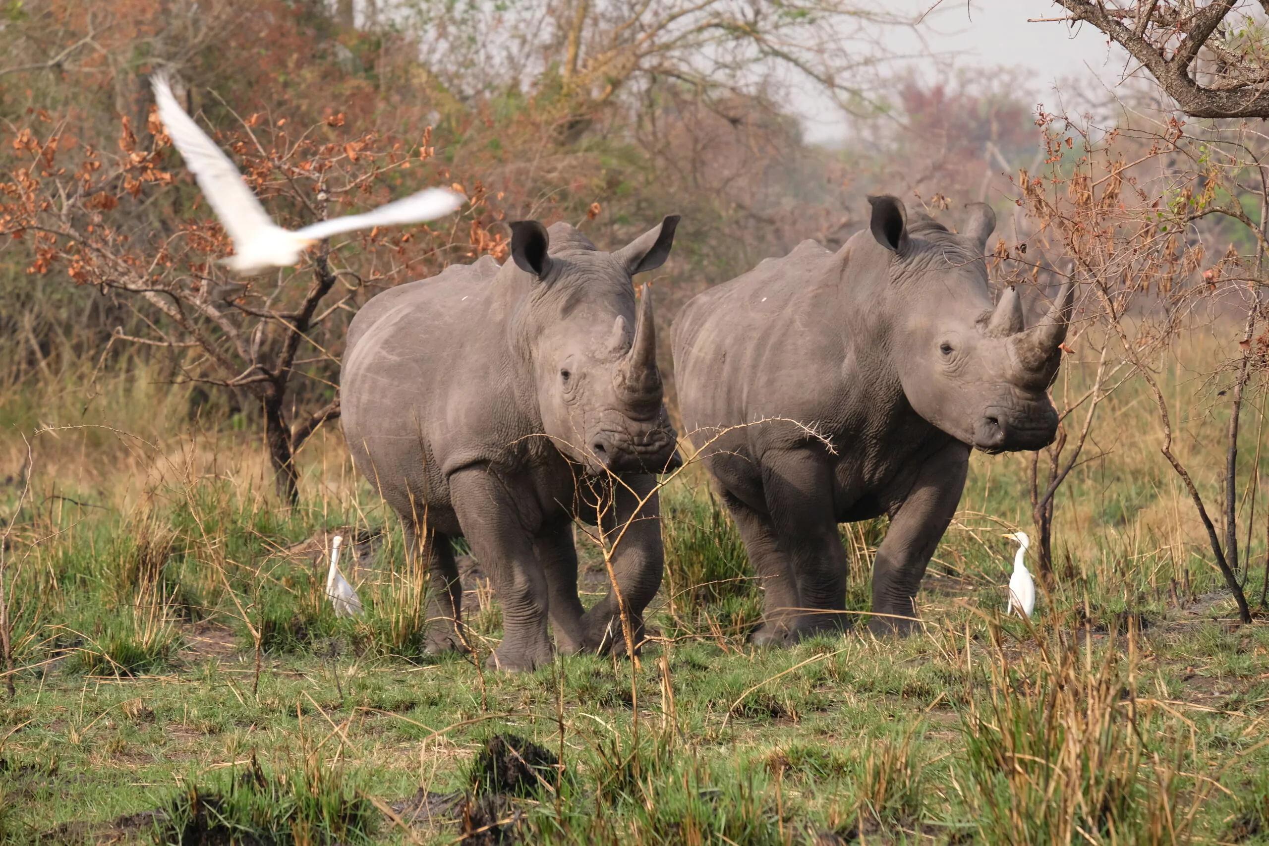 Uganda Rundreise Ziwa Rhino Sanctuary Nashörner