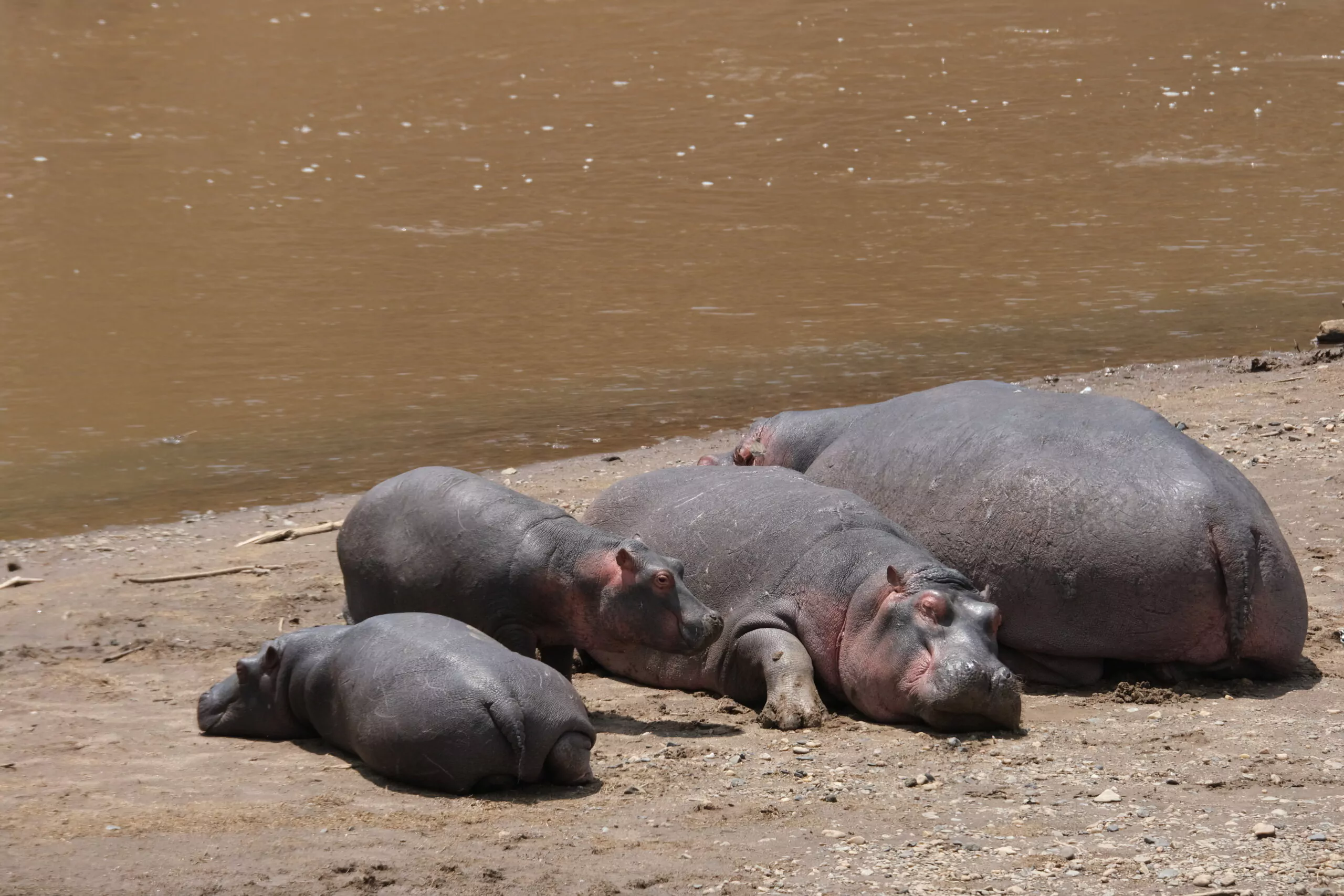 Uganda Rundreise Nilpferde am Fluss