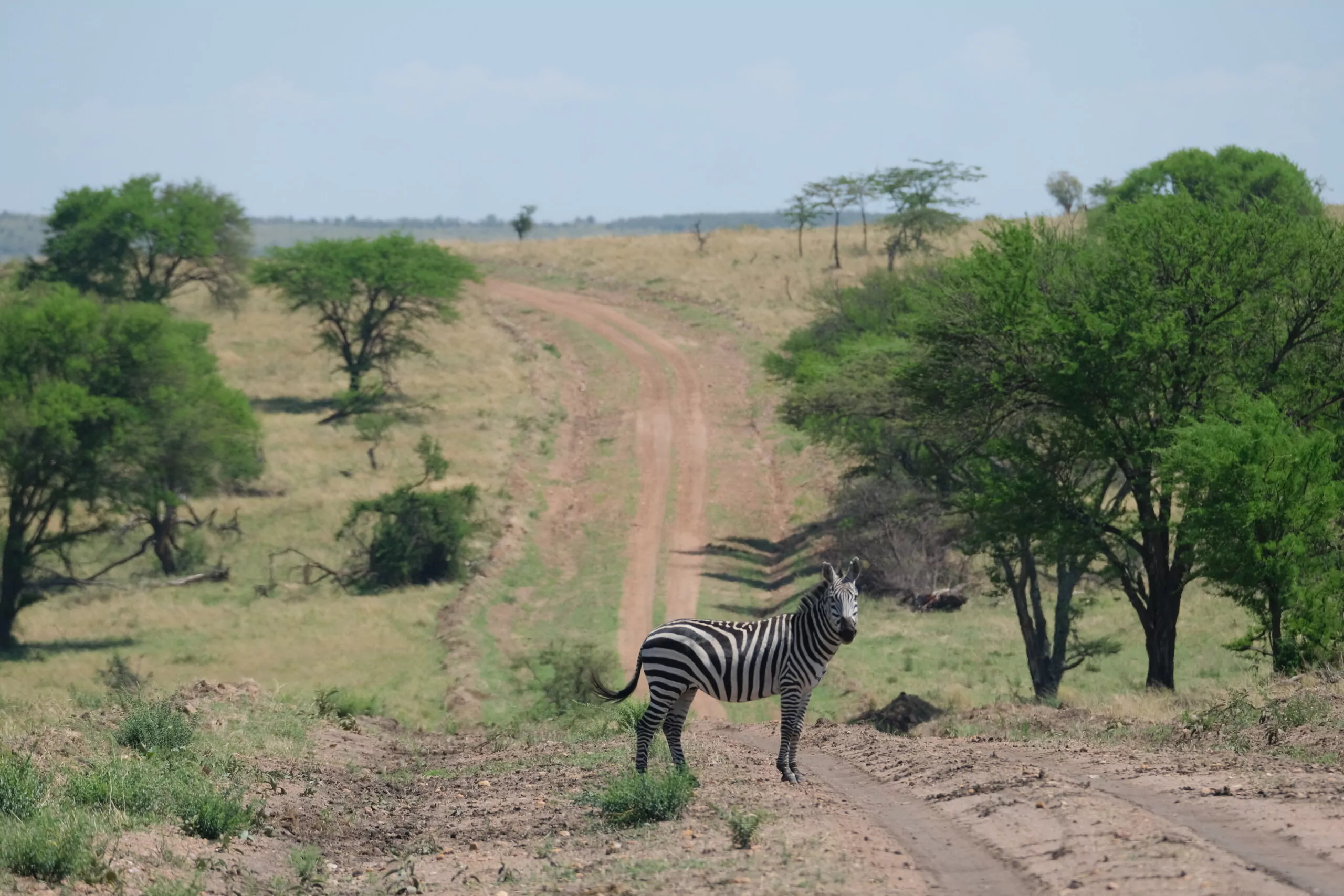 Uganda Rundreise Zebra auf Weg
