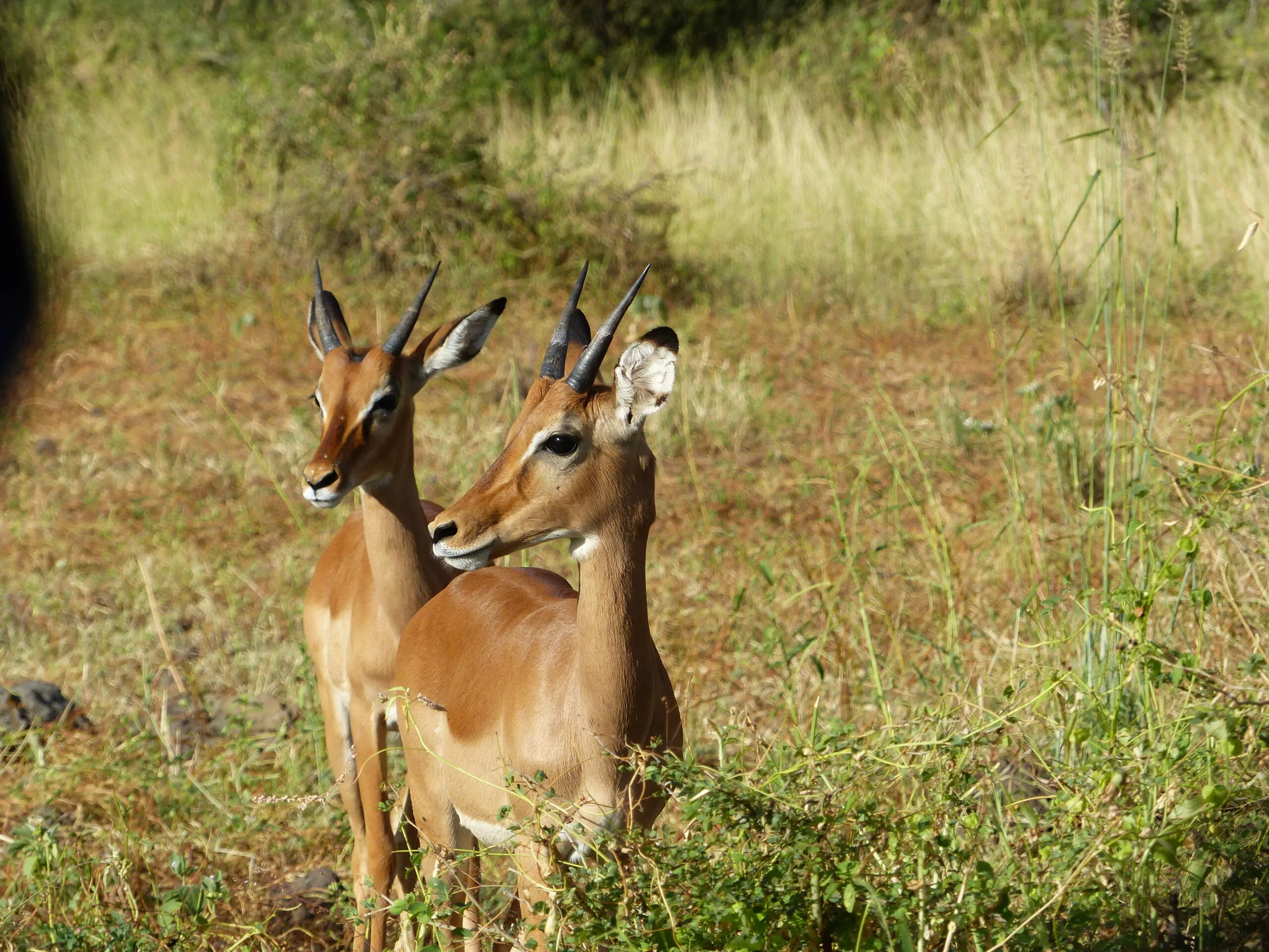 Mietwagenreise durch Kenia Impalas im Samburu