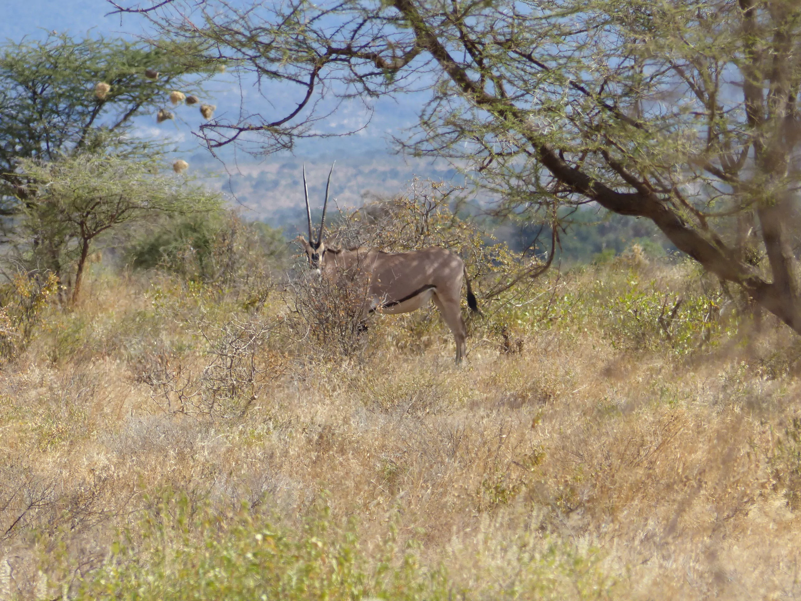 Kenia Mietwagenreise Samburu Oryx Antilope unter Baum
