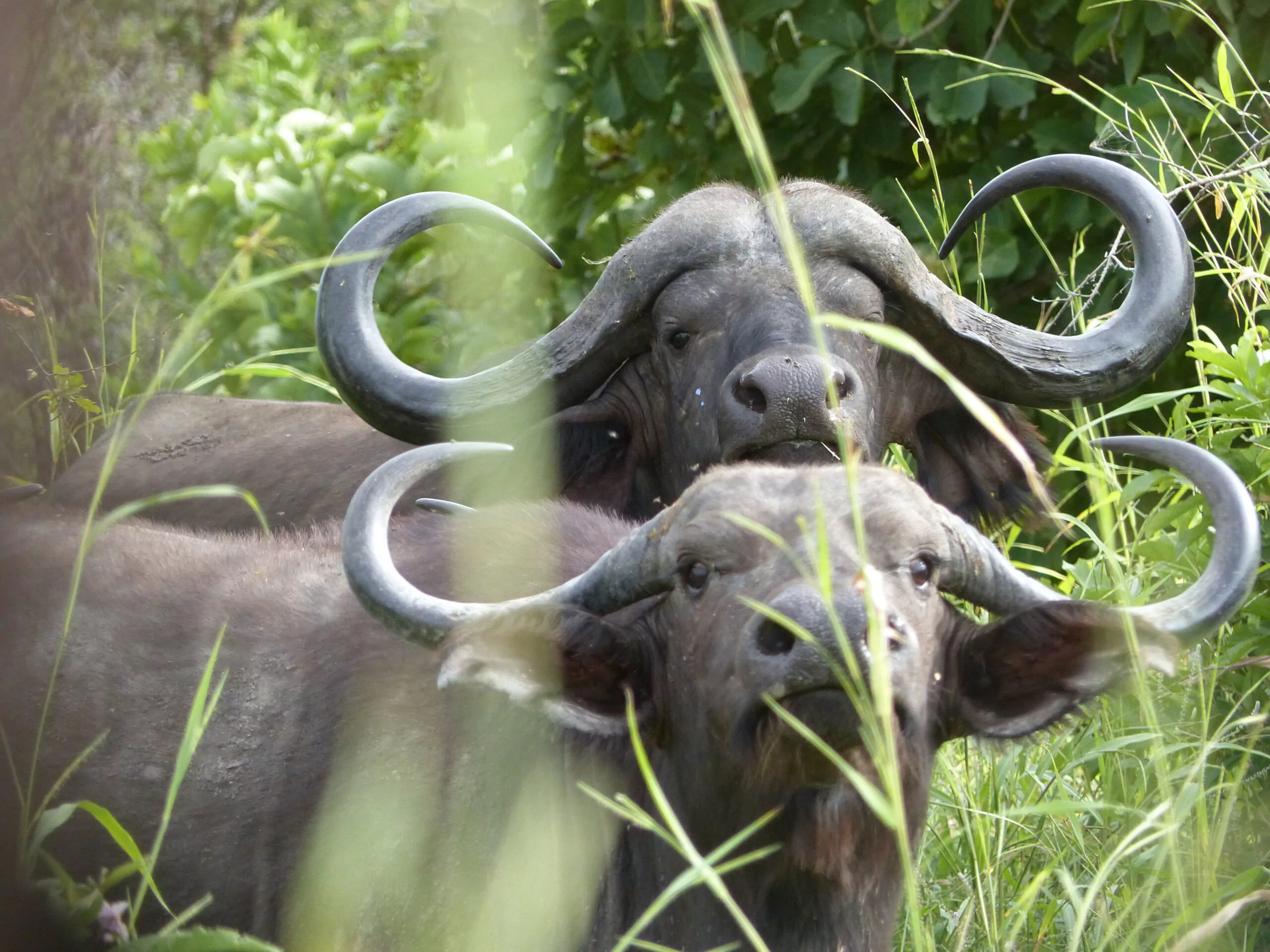 Kenia Mietwagenreise Büffel im hohen Gras