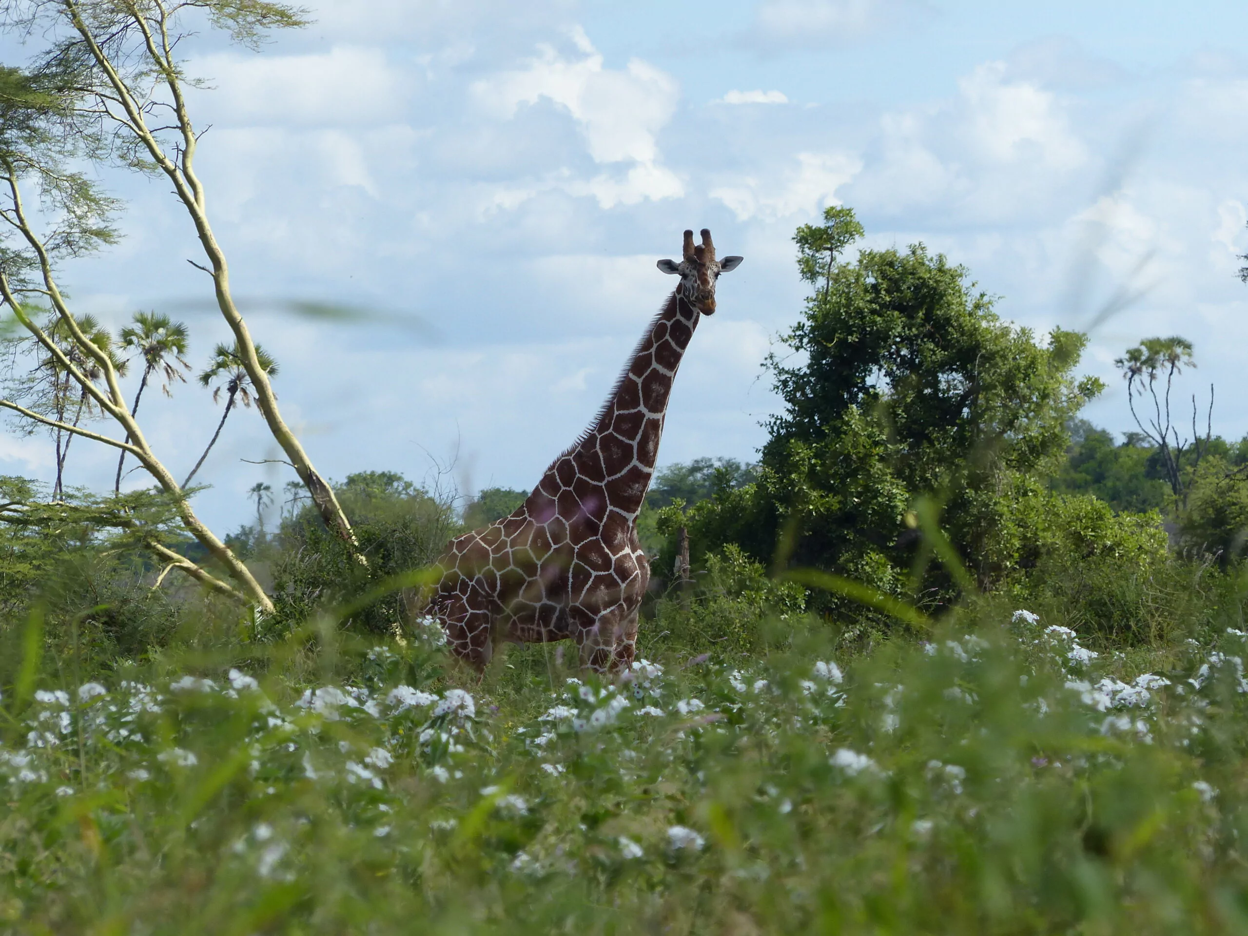 Mietwagenreise durch Kenia Meru Nationalpark Giraffe in blühender Savanne
