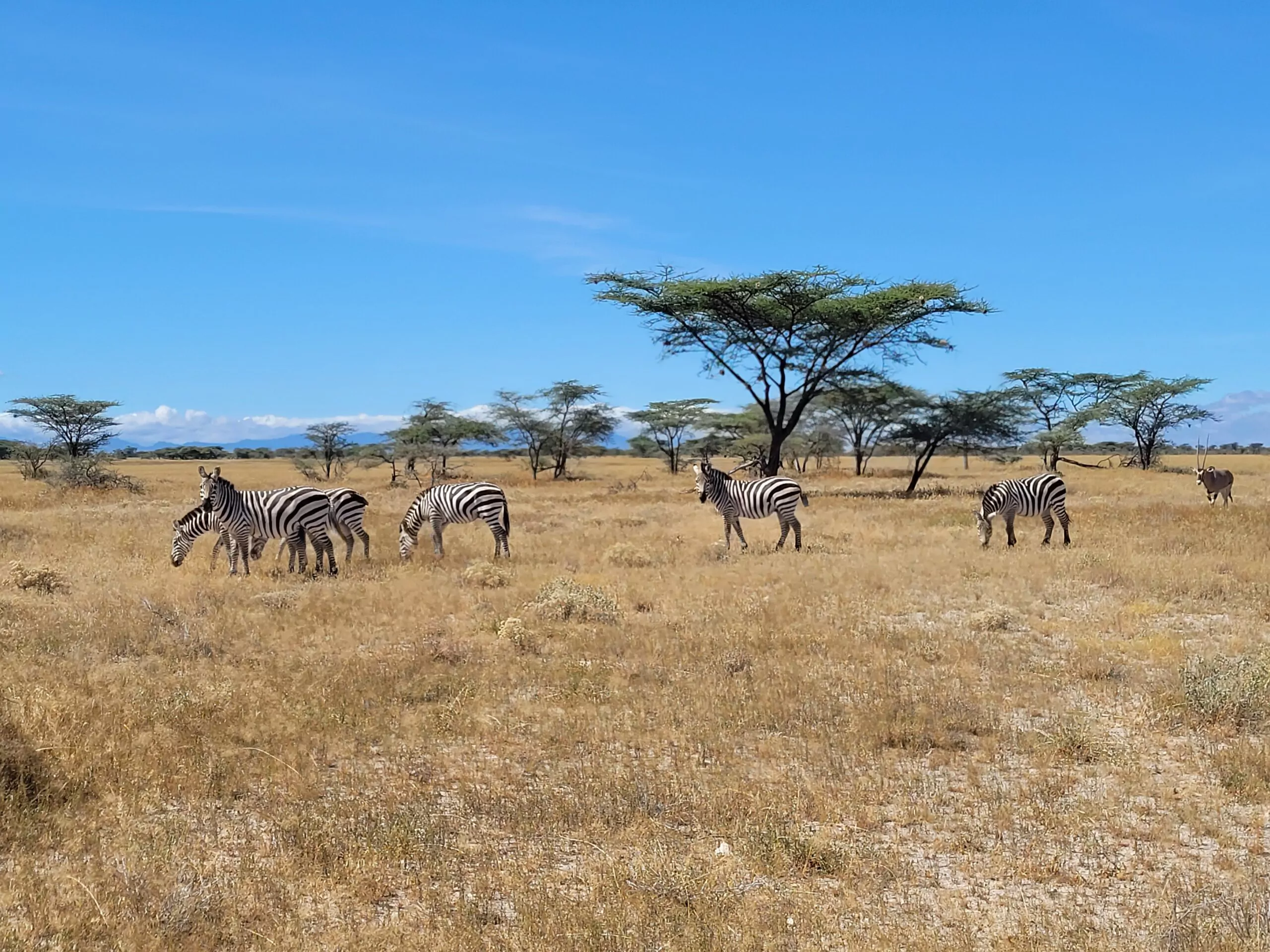 Kenia Mietwagenreise im Samburu Zebraherde vor Akazien