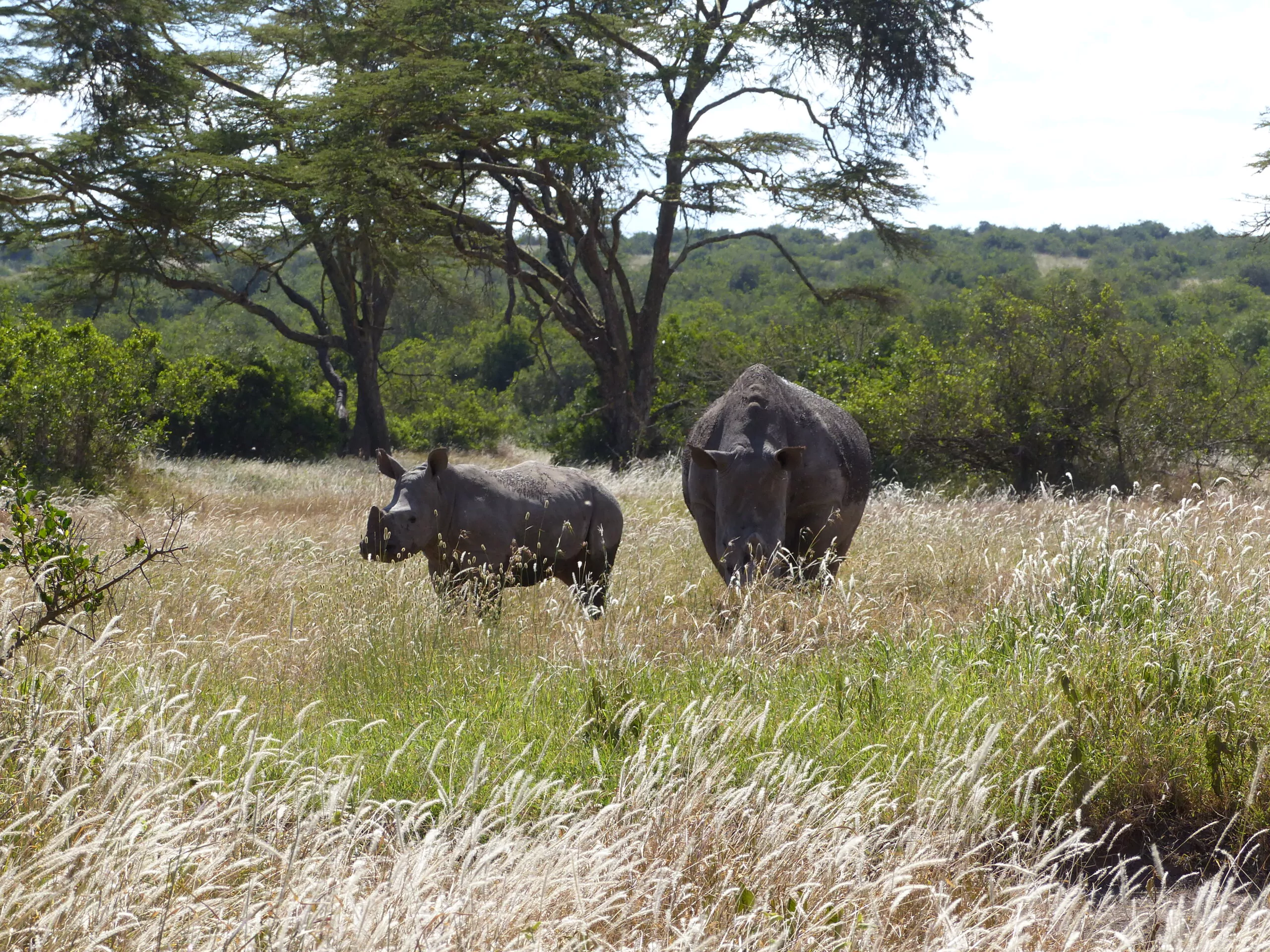 Kenia Safari Solio Ranch Nashörner im Savannengras mit Kalb
