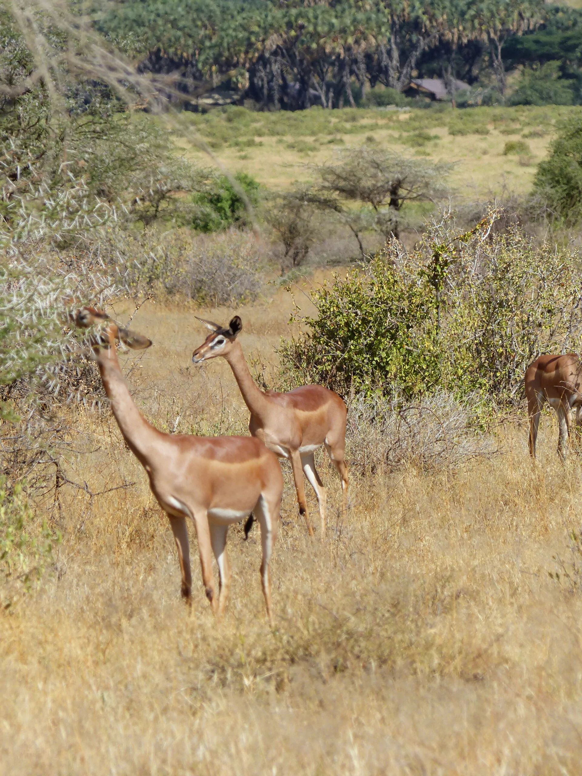 Kenia Mietwagenreise Gerenuk im Samburu