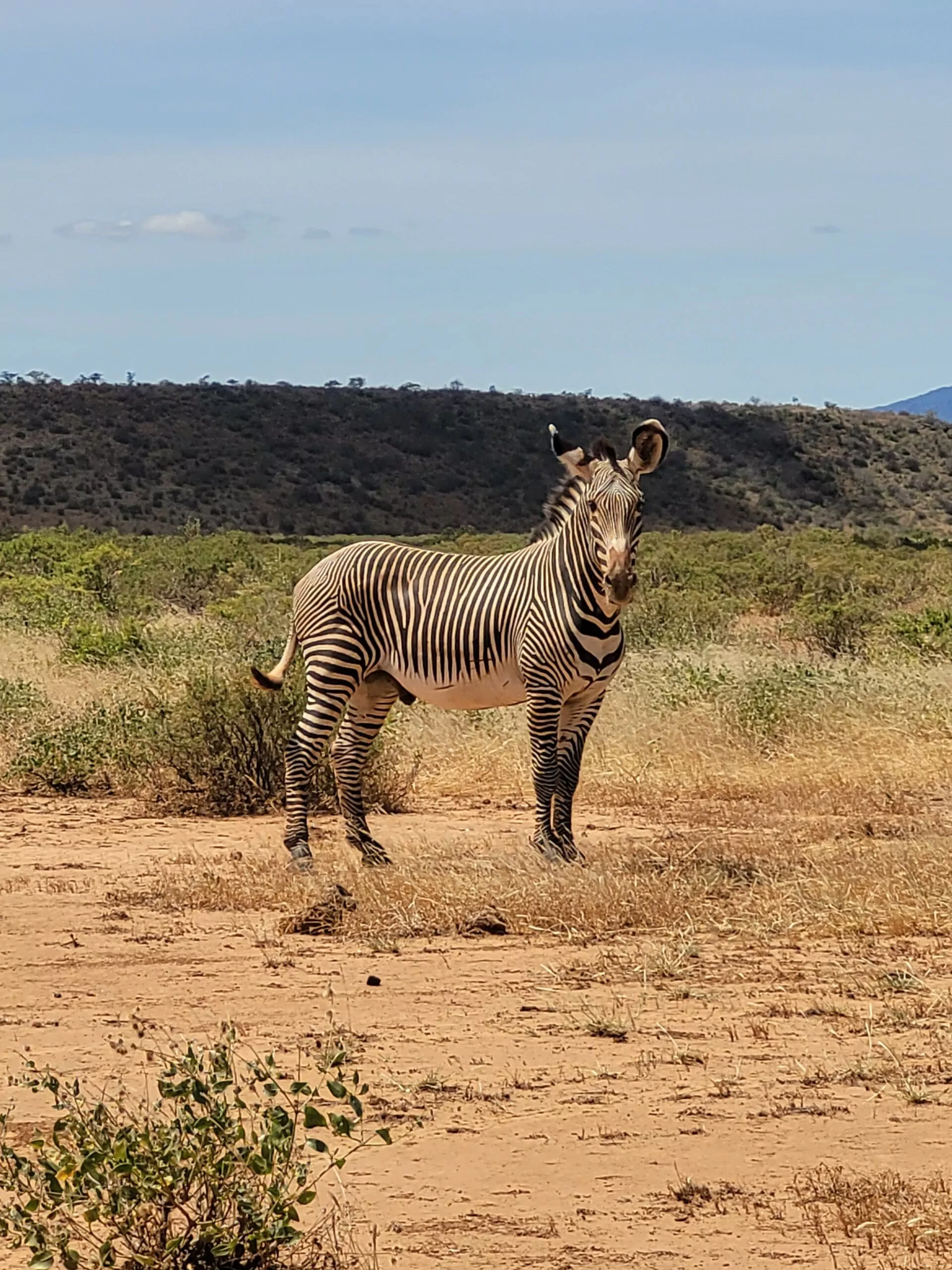 Grevy Zebra im Samburu Kenia