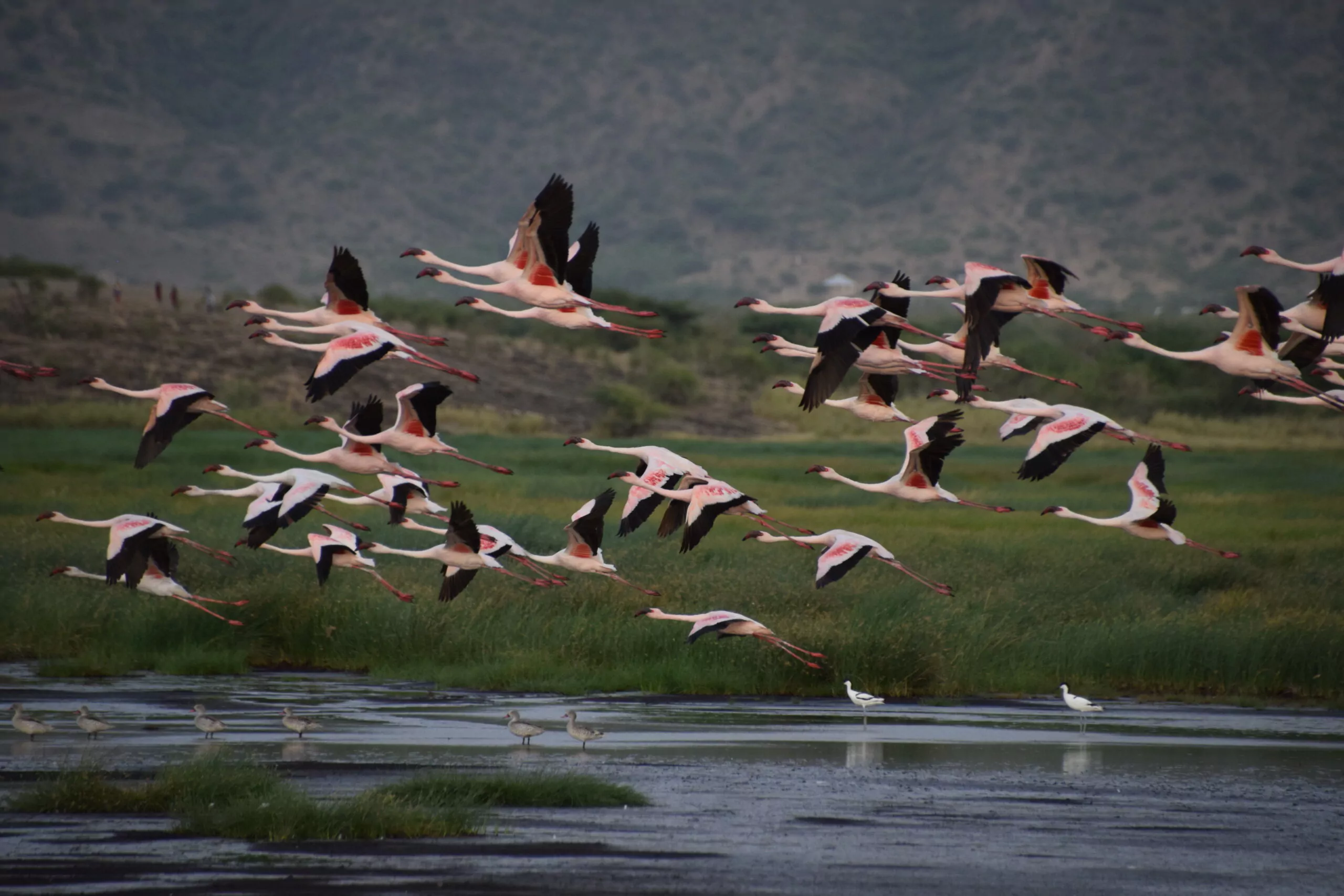 Tansania Camping Safari mit dem Mietwagen Lake Natron Flamingos