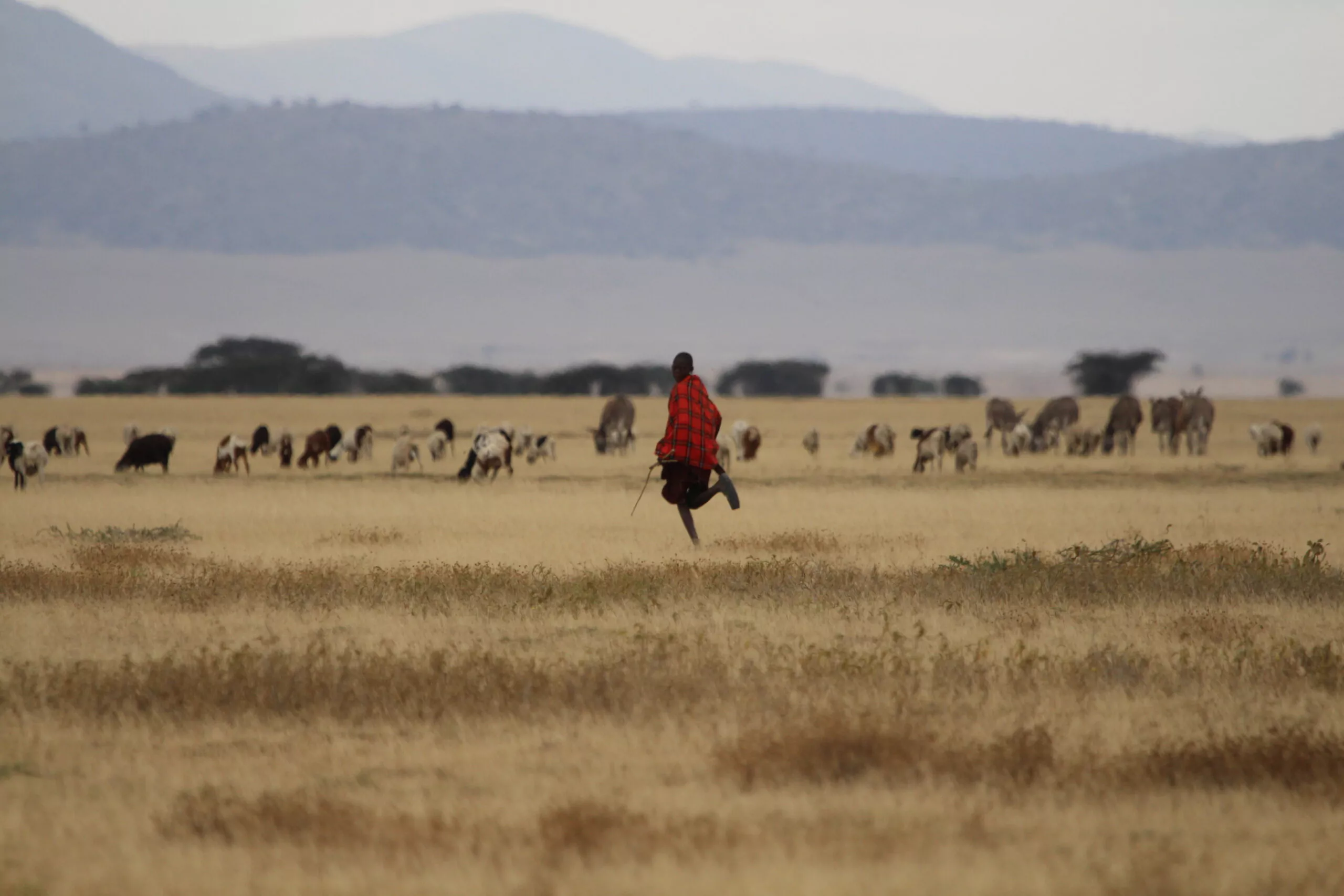 Tansania Camping Safari mit dem Mietwagen Massai Hirte läuft durch Savanne
