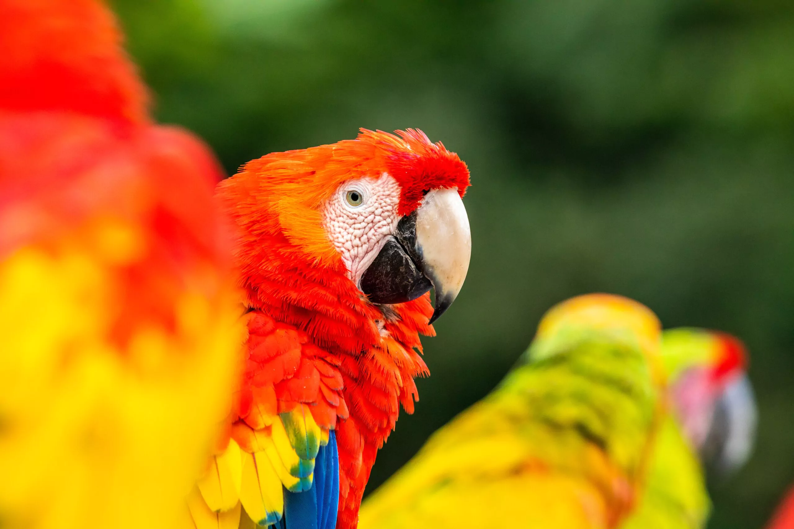 costa rica mietwagenreise scarlet macaw roter ara