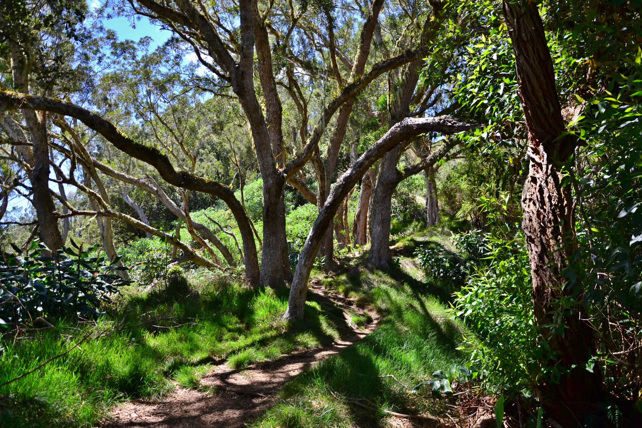 La Reunion Rundreise Felspfad im Tamarindenwald