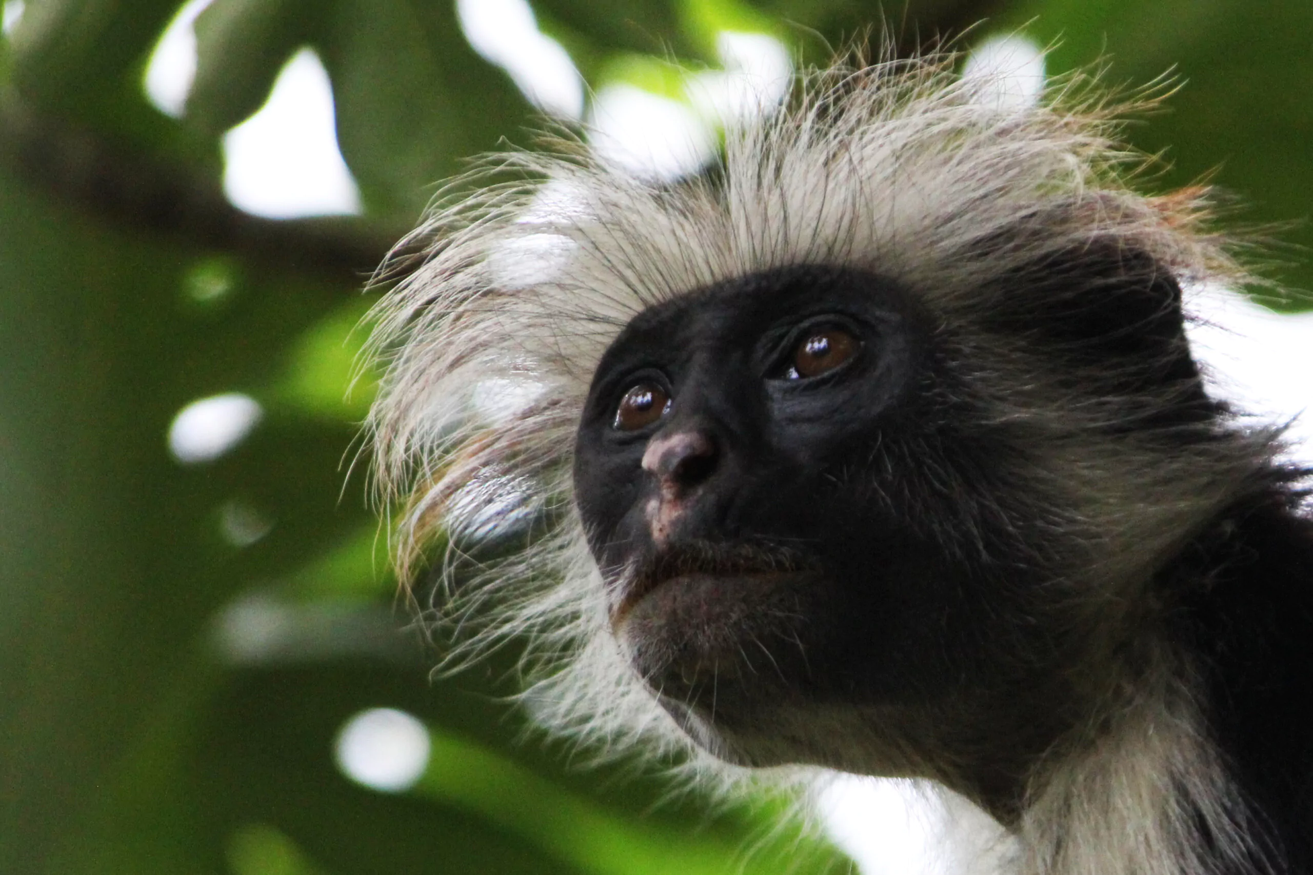 Tansania Safari Sansibar Urlaub Jozani Forest Red Colobus