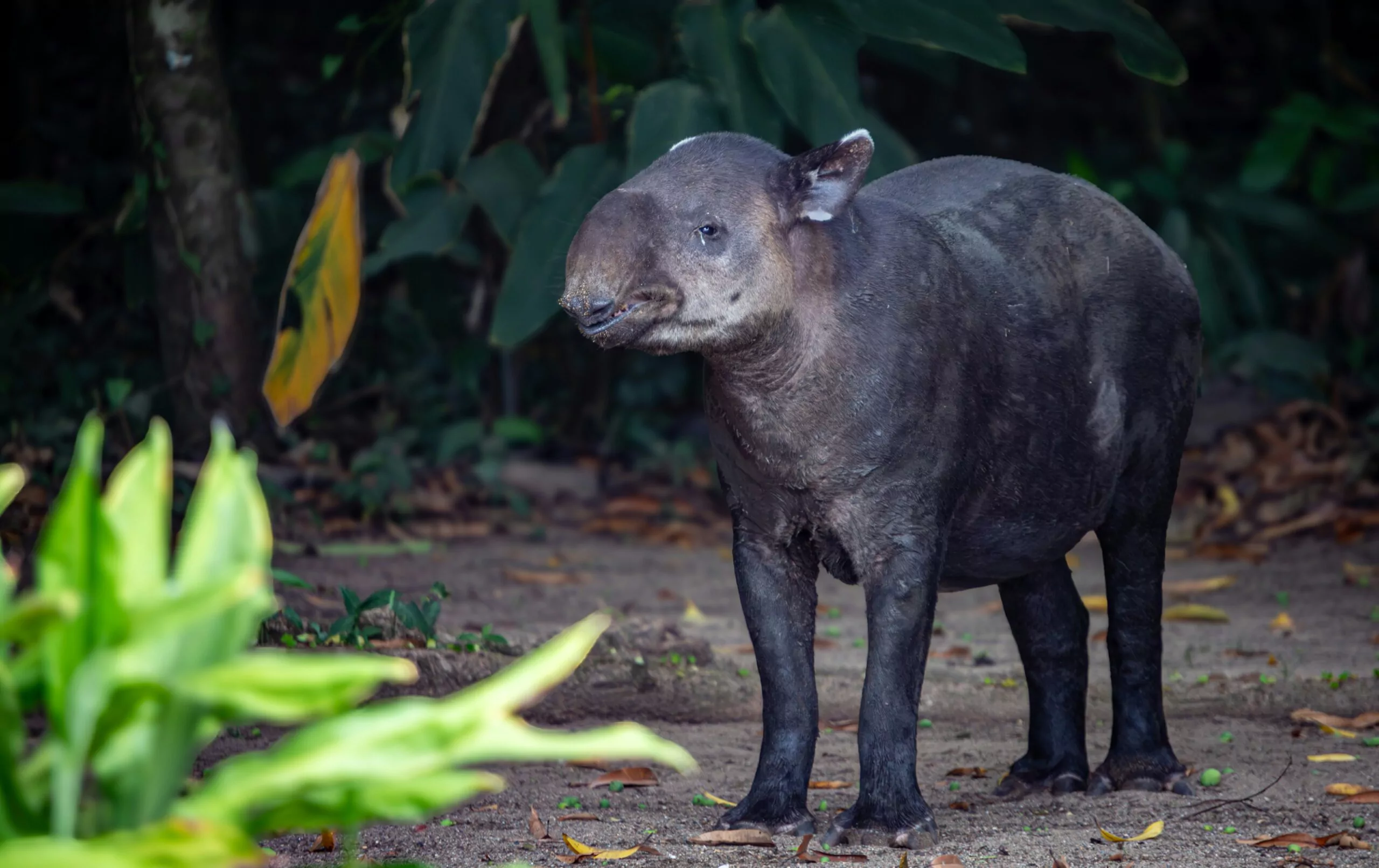 costa_rica_osa_halbinsel_corcovado_nationalpark_tapir_