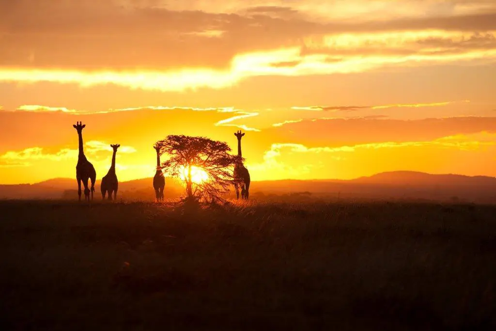 Giraffen_Sunset_Access_Southern_Africa