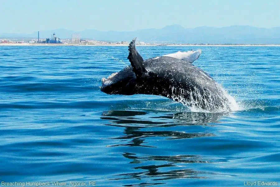 Suedafrika-auf-eigene-Faust-Hermanus-Whale-Watching-Access-southern-Africa