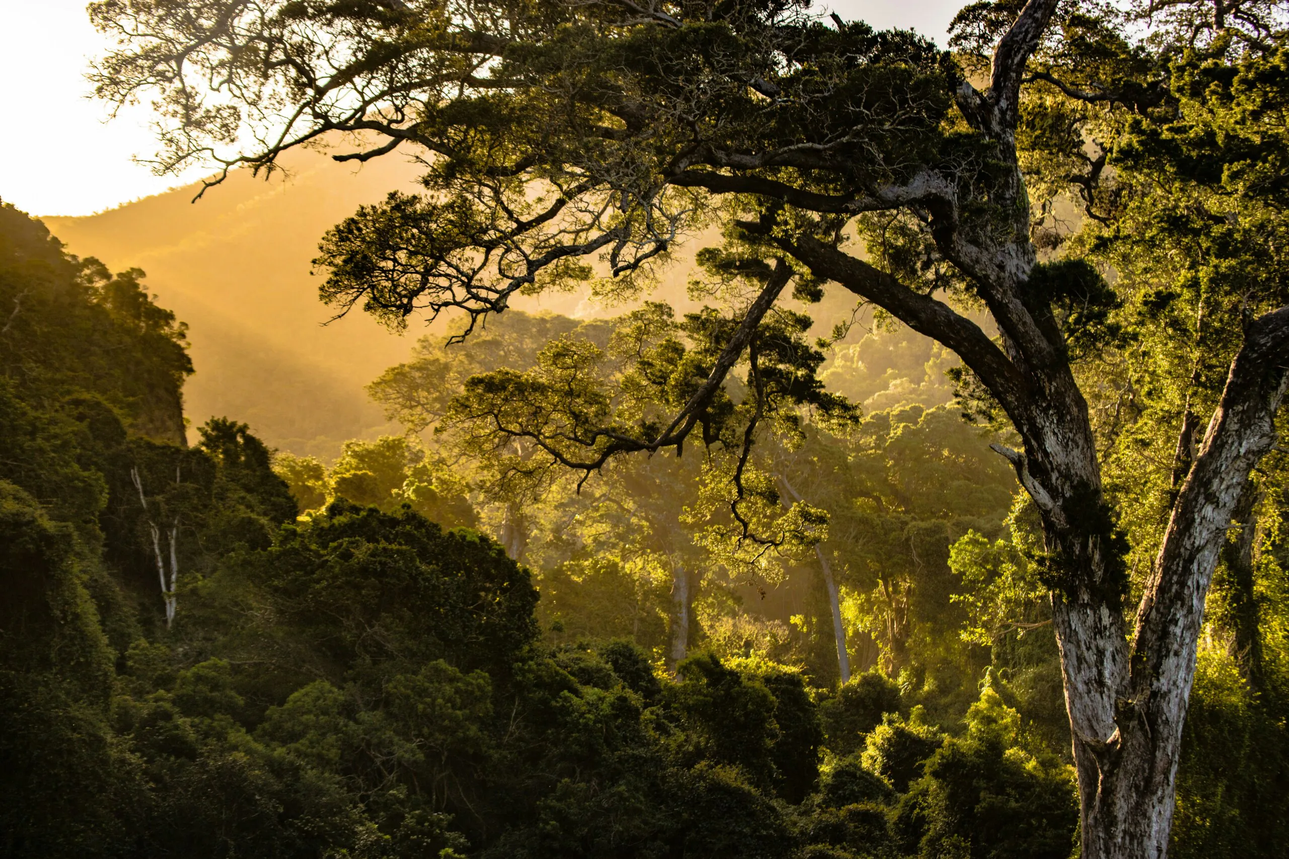 Suedafrika-auf-eigene-Faust-Tsitsikamma-Wald-Unsplash