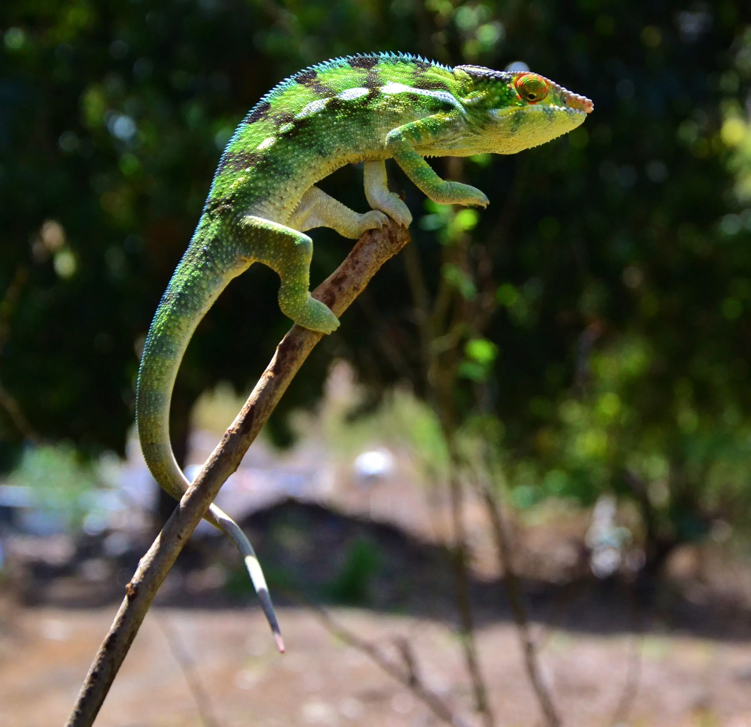 La Réunion und Mauritius Reise Salazie Chameleon