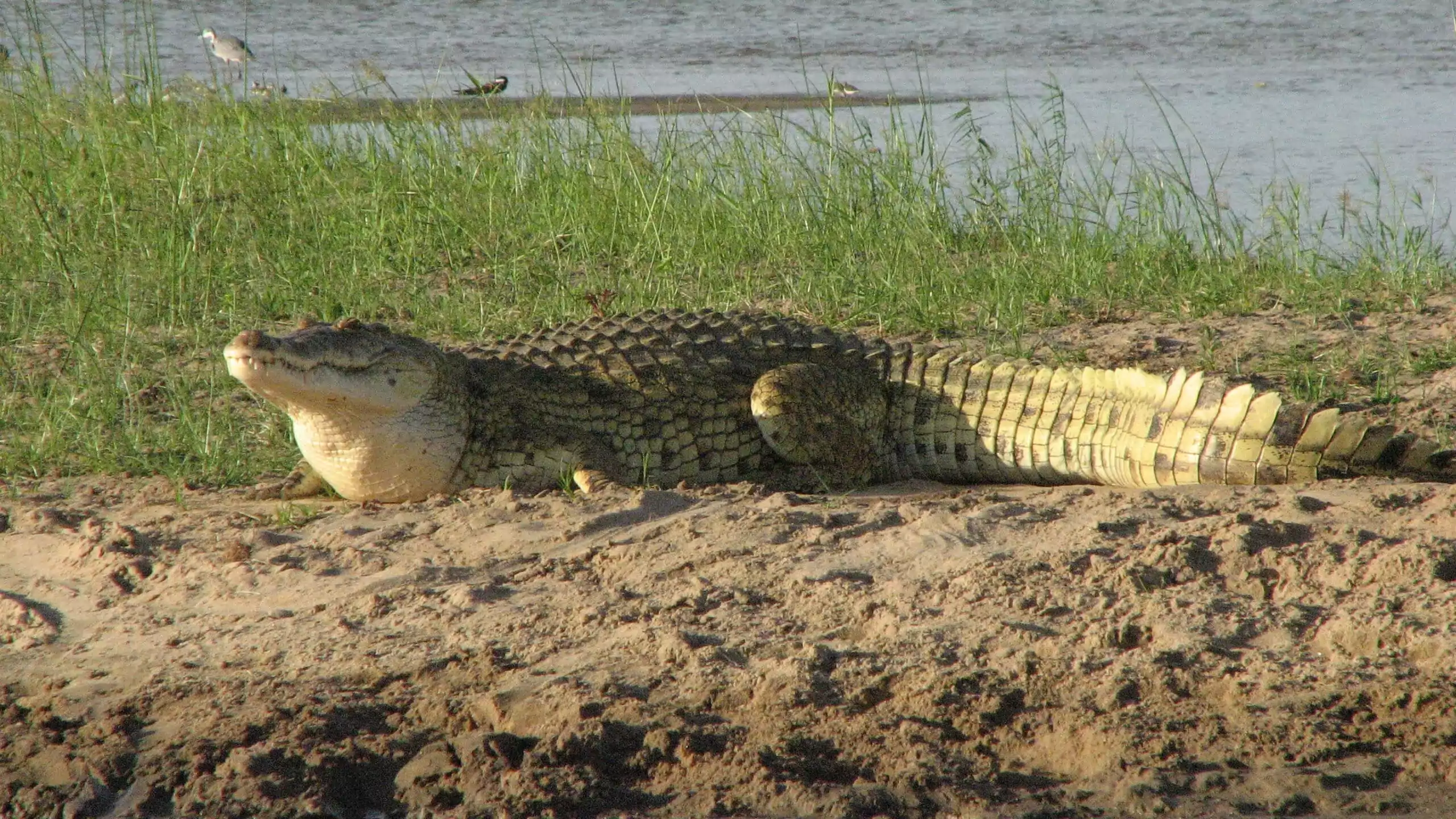 Sansibar Urlaub und Safari NYerere Nationalpark Krokodil am Rufiji River