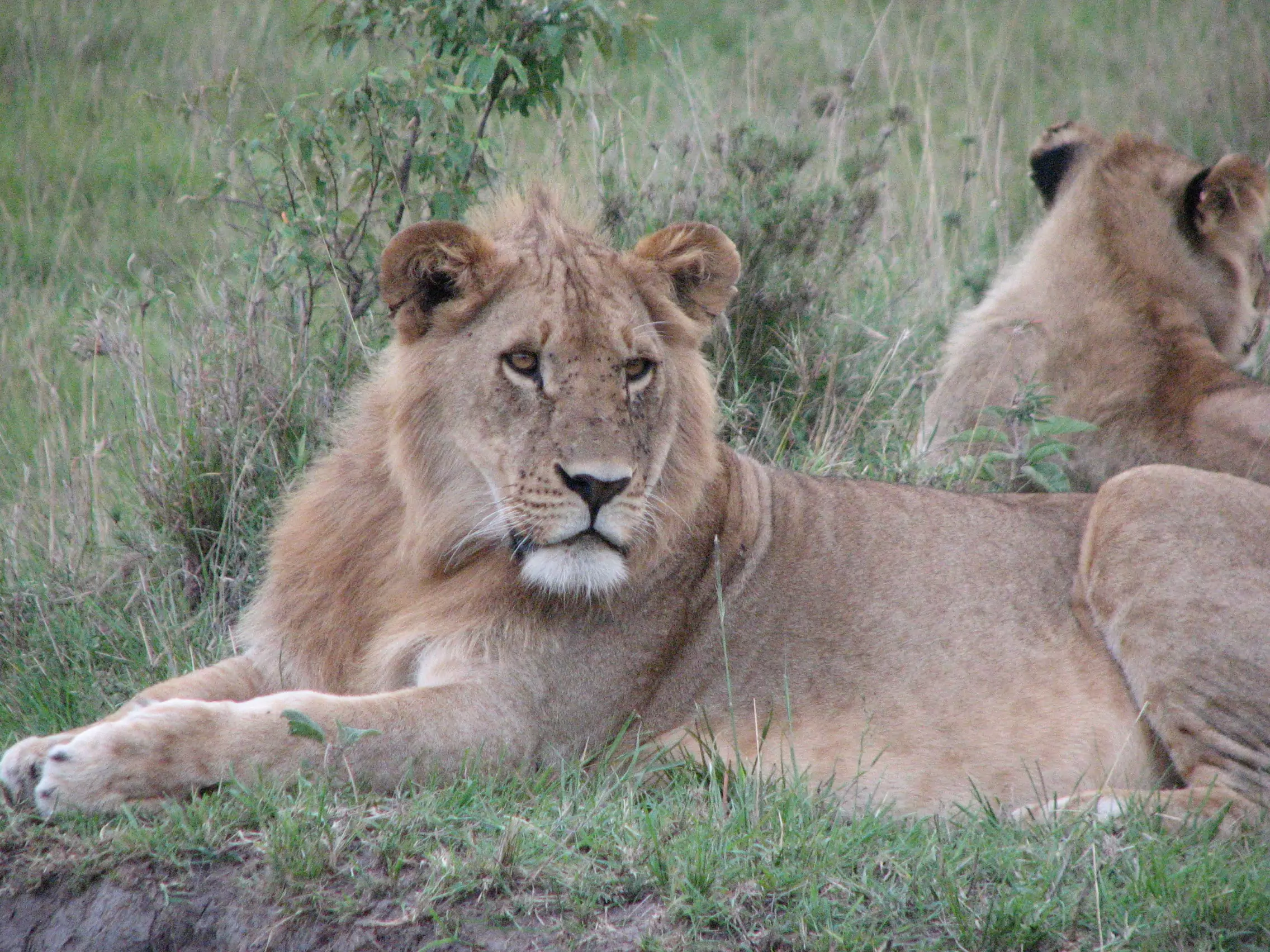 Sansibar Urlaub und Safari Nyerere Nationalpark Löwen